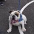 Perro bulldog