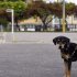 Perro con su cuidador