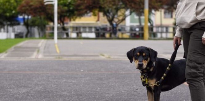 Perro con su cuidador