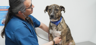 Historia con final feliz: Bruno volvió a casa gracias al cuidado y compromiso de la Alcaldía Local de Puente Aranda